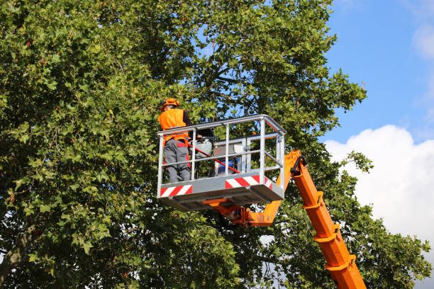 Rogersville, TN Tree Removal and Landscaping Services Company